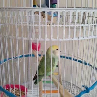پرنده طوطی کوتوله