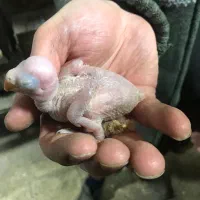 جوجه ملنگو|پرنده|مشکین‌دشت, |دیوار