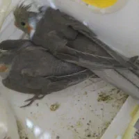 فروش پرنده عروس هلندی