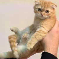 اسکاتیش گلد