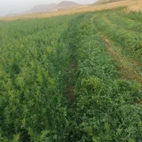 یونجه پر برگ و خرمنکوبی