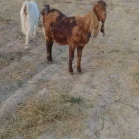 بزپاکستانی|حیوانات مزرعه|نصر آباد, |دیوار