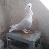 کفشناکاصلی|کیف، کفش، کمربند|ایذه, |دیوار