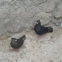 کبوتر|پرنده|شیراز, درکی|دیوار