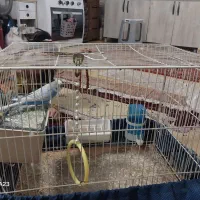 سلام یه عددمرغ عشق باقفس وسایلش فروشی