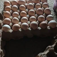تخم مرغ نوک زده تازه