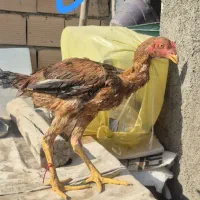 خروس لاری و مرغ لاری|حیوانات مزرعه|پاکدشت, پاکدشت (مامازند)|دیوار