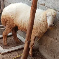 غوچ|حیوانات مزرعه|تخت, |دیوار