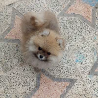 سگ پامر|سگ|نسیم‌شهر, |دیوار