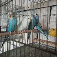 فنچ و مرغ عشق|پرنده|نجف‌آباد, یزدانشهر|دیوار