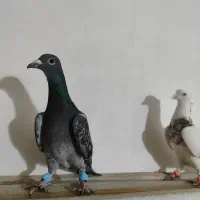 کفتر تبعیدی|پرنده|مشهد, ابوذر|دیوار