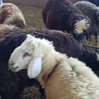 بره