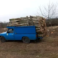 خرید چنار و درختوای میوه ای در باغ