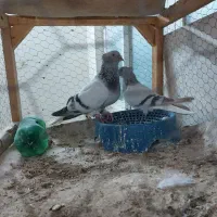 کفتر شامی عروسک|پرنده|مشهد, شهرک مهرگان|دیوار