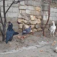 مرغ|حیوانات مزرعه|مهاباد (آذربایجان غربی), |دیوار