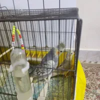 یه جفت عروس هلندی بازیگوش|پرنده|تهران, مینای شمالی (مخبر)|دیوار