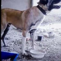 سگ سراب