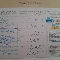 واگذاری پیت بول ۸ ماهه|سگ|تهران, اقدسیه|دیوار