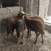 چهارراس ماده