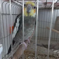 تعداد زیادی عروس هلندی همه نوع نژاد