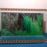 آکواریوم ماهی