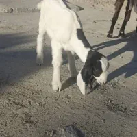 فروش بز با شنک معامله هم میکنم|حیوانات مزرعه|سراوان, |دیوار