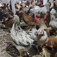 نیمچه گلپایگان ۶۰ روزه