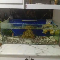 اکواریوم فروش فوری به علت کمبود جا