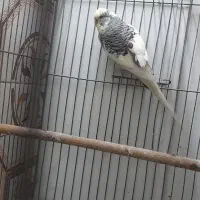 مرغ عشق انگلیسی نر|پرنده|کرج, ساسانی (قلمستان)|دیوار