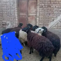 بره فوقالعاده چاق
