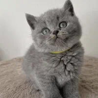 گربه|گربه|تهران, دروس|دیوار