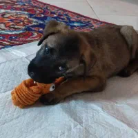 توله سگ محلی سالم|سگ|سبزوار, هویزه|دیوار