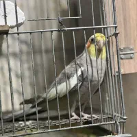 عروس هلندی جفت