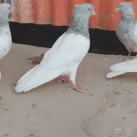 کبوتر کله الماسی وآبی