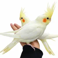 عروس هلندی
