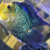 ماهی فلاور ماده