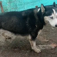 هاسکی قدکوتاه اصل|سگ|لاهیجان, بازکیاگوراب|دیوار