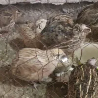 بلدرچین|حیوانات مزرعه|نوشین شهر, |دیوار