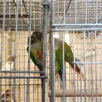 گیرینچیک|پرنده|شیراز, بازار|دیوار