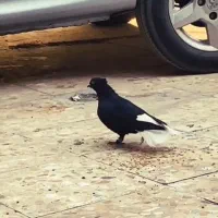 کبوتر اشعل ...سوسنگرد|پرنده|سوسنگرد, |دیوار