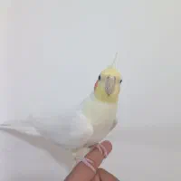 عروس هلندی سخنگو