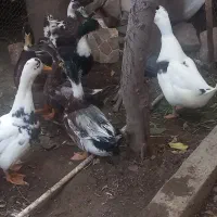 اردک نر