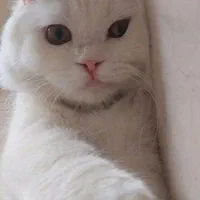 گربه اسکاتیش نرسفید