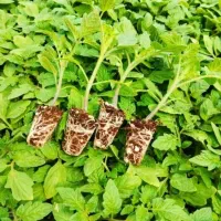 پیش فروش نشا گوجه‌فرنگی گلخانه ای