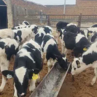 گوساله هلشتاین|حیوانات مزرعه|خنجین, |دیوار