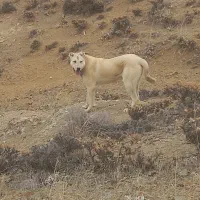 سگ سرابی|سگ|مرند, |دیوار