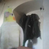 جفت عروس هلندی|پرنده|سرداران, |دیوار