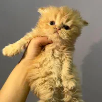 گربه پرشین نر