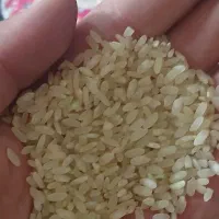 برنج کامفیروزی