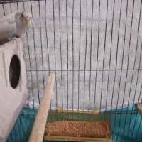 یک جفت مرغ عشق|پرنده|مشهد, کوی پلیس|دیوار